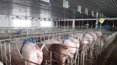 Developing disease-free zones helpful in exporting animal products