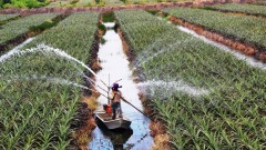 New policies drafted to encourage investment in agriculture