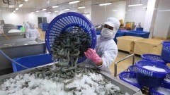 Shrimp exports swell despite COVID-19 pandemic