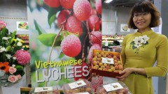 Vietnamese lychee becomes “hot item” in Australia