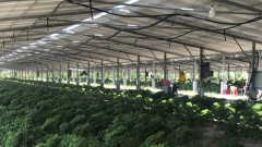 Tay Ninh Province develops high-tech agriculture for &nbsp;export