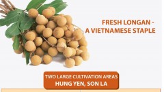 Fresh longan - A Vietnamese staple