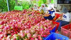 Vietnam promoting agricultural exports amid new-generation FTAs