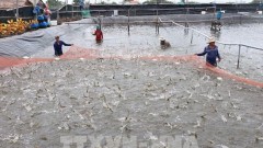 Kien Giang provides identification codes for shrimp farms