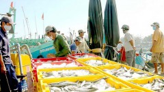 Binh Thuan fishing industry thrives amid pandemic