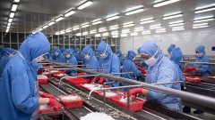 Seafood enterprises gradually close factories because of lack of workers