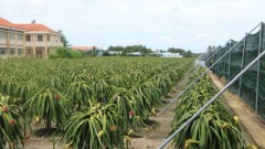 Off-season fruits prove lucrative for Mekong Delta farmers