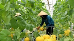 Nine global agritech entrepreneurs supported to scale solutions in Vietnam