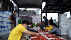 Vietnam aims to connect 5 million farming households to e-commerce platforms