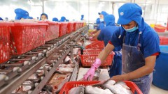 Vietnam poised to become world’s leading seafood processing centre