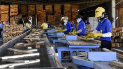 COVID-19 production suspension hampering timber exports