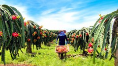 Vietnam&#039;s dragon fruit exports facing difficulties amid prolonged pandemic
