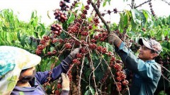 Vietnam's coffee exports to UK drop in H1