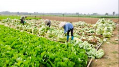 Businesses in low Covid-19 risk areas to restore farm production and sales