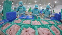 Many Vietnamese seafood exporters are not subject to US anti-dumping tariffs
