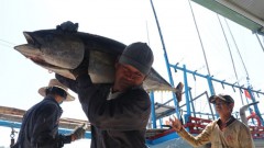 Vietnam becomes largest tuna exporter of Israel