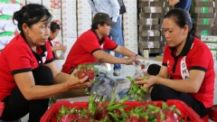 Facing with five difficulties, the agricultural sector wants to socialise testing Covid-19 and vaccination