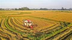 Vietnam likely to achieve rice export target this year