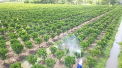 Vietnam ought to improve fruit quality for exports