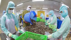 Shrimp exporters accelerate production