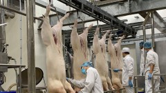 Breeding enterprises are "thirsty" for livestock breeds