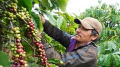 Vietnam’s coffee export predicted to grow higher