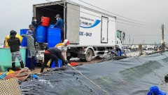 Seize the opportunity to export shrimp to the EU