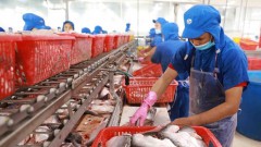 VASEP claims imported seafood regulations inadequate