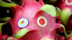 Binh Thuan strives to optimise protected GI of dragon fruit in Japan