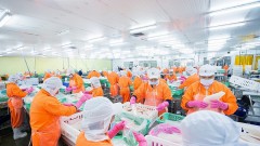 Pangasius export is still difficult