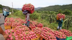 Vietnam to diversify dragon fruit markets