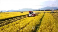 Agricultural sector continues to be economy's pillar