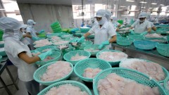 Seafood sector: Exports could continue to rebound