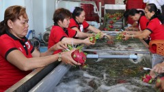 Vietnamese dragon fruit has potential to be exported to India