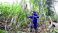 Vietnamese sugarcane needs specific policy to rebound