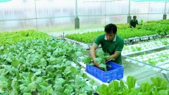Strategy issued to boost sustainable agricultural development