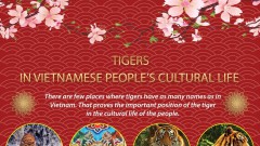 Tigers in Vietnamese people’s cultural life