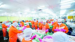 Many enterprises export millions of USD of seafood