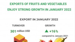 (Interactive) Vietnam gains strong growth in vegetable, fruit exports in January