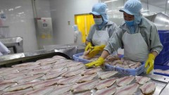 Tra fish export value predicted to top 1.6 billion USD in 2022