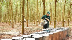Will rubber exports to major markets continue to increase?