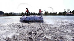 Rising tra fish prices a cause for concern