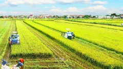 Better policy needed in land concentration for agricultural development