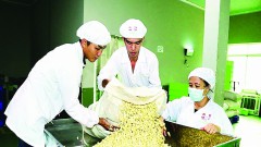 The big challenge of the cashew industry