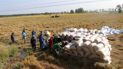 Dong Thap to expand area under high-quality rice