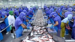 Pangasius exports go for a good price