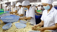 Cashew processing enterprises face shortage of raw materials