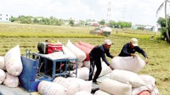 EVFTA boosts Vietnam's rice exports to EU
