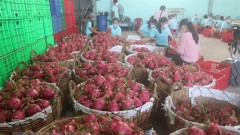 Efforts made to promote dragon fruit exports to Australia, New Zealand