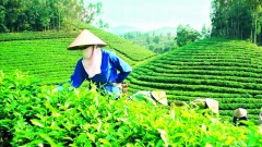 Tea exports to Taiwan: The proportion is overwhelming, and the value is not commensurate